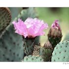 * desert cactus *