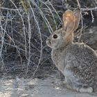 Desert Cottontail