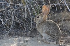 Desert Cottontail