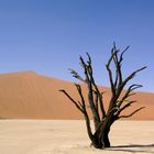 desert de namibie...sossusvlei