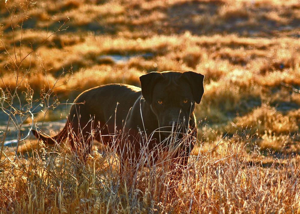 Desert Dog