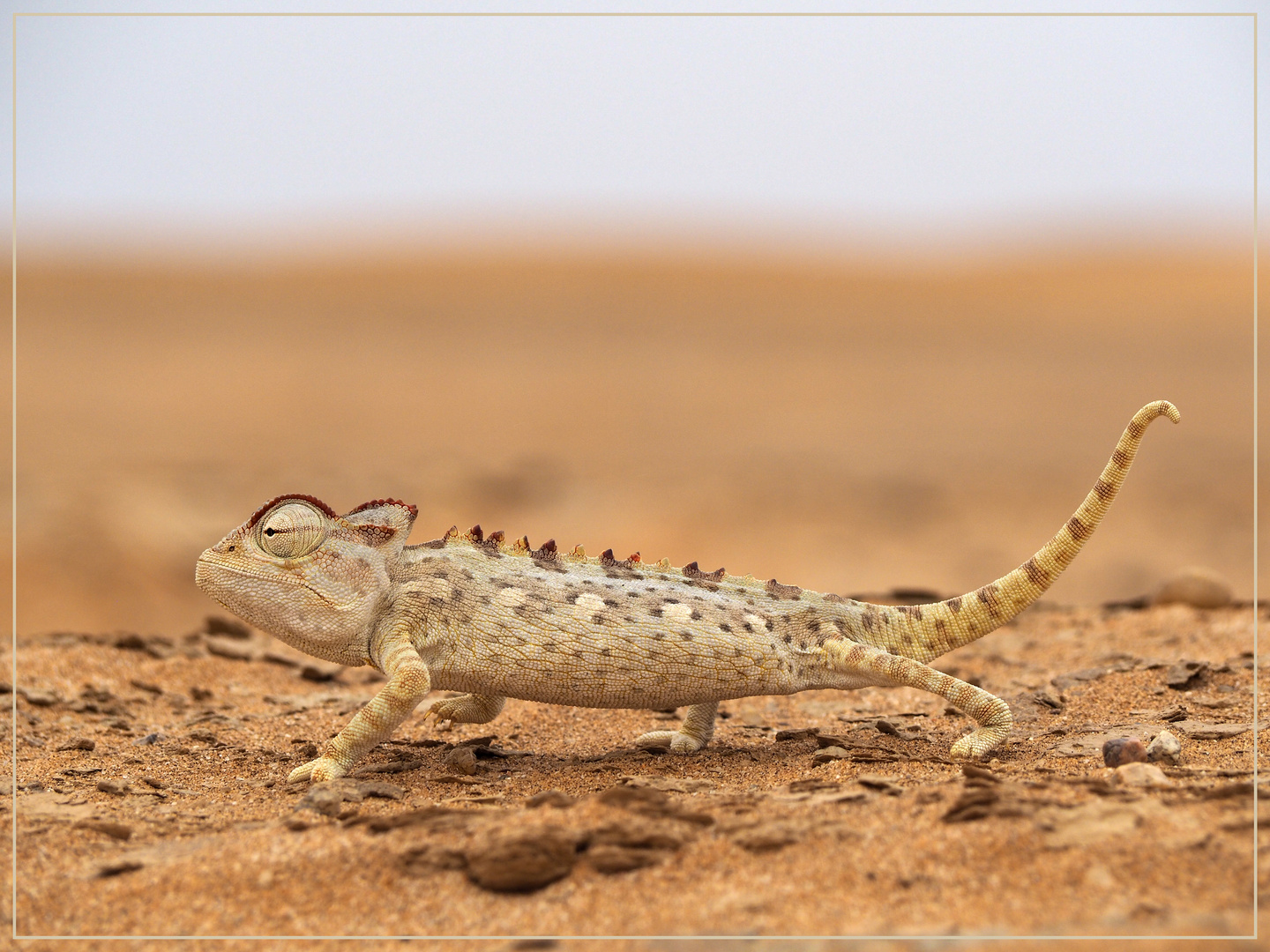 Desert Dragon