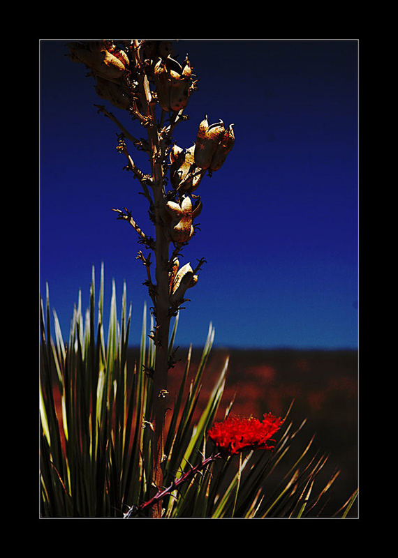 Desert Dream