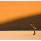 Desert du Namib