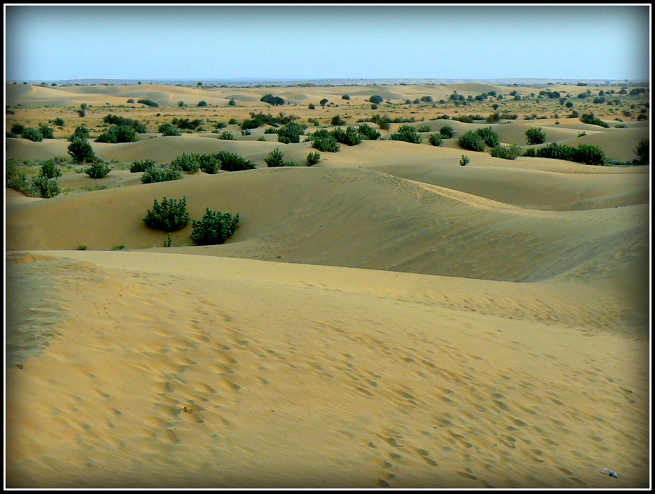 Désert du Thar 