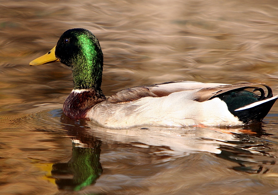 desert duck