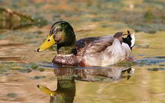 desert duck