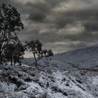 Desert Dusting