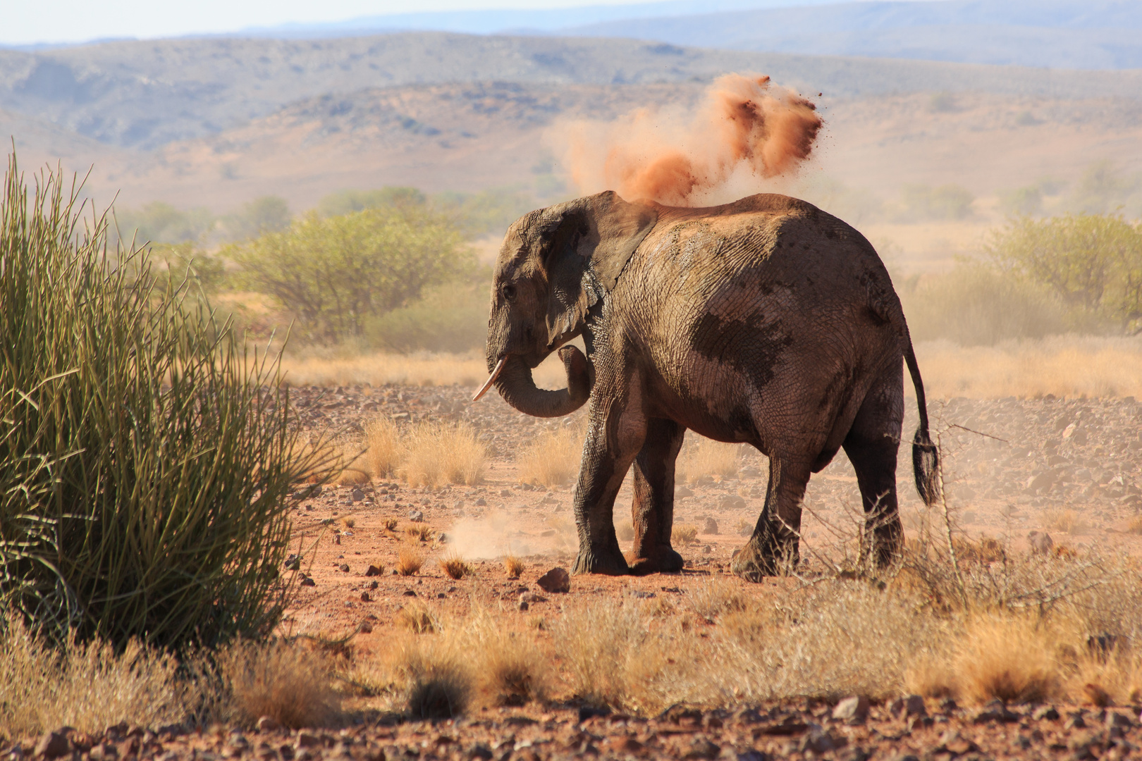 Desert elephant in Namibia / Wüstenelefant in Namibia