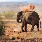 Desert elephant in Namibia / Wüstenelefant in Namibia