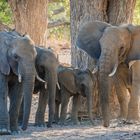 Desert elephants of Damaraland