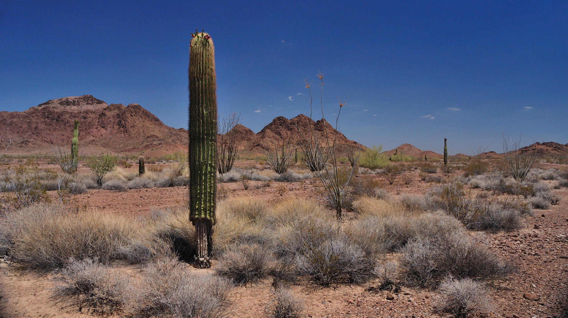 desert fascination