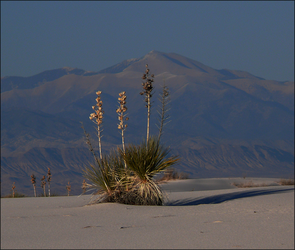 Desert Flower.