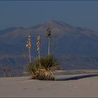 Desert Flower.