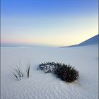 Desert Flower