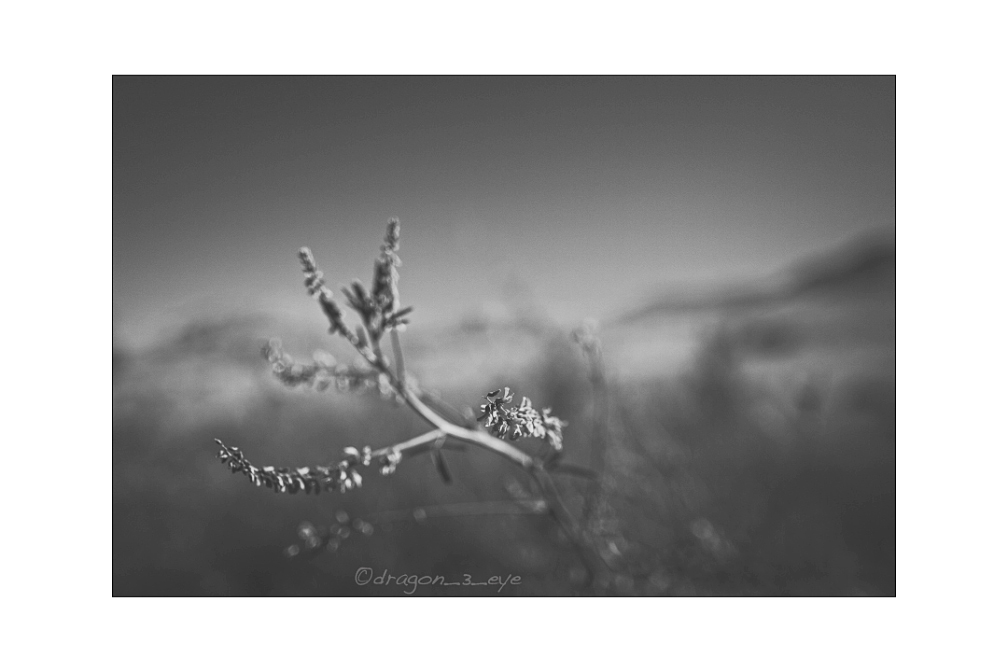 Desert Flower