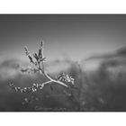 Desert Flower