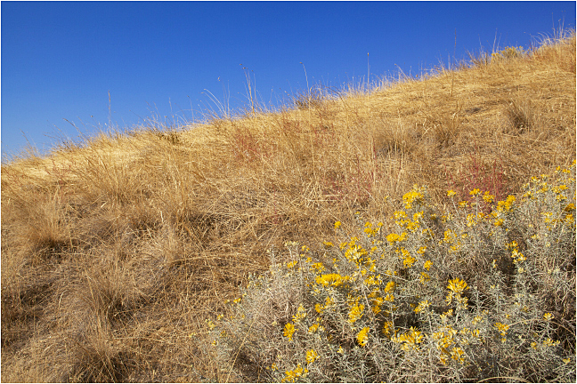 Desert Flowers 