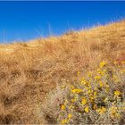 Desert Flowers 