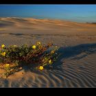 ~ Desert flowers ~