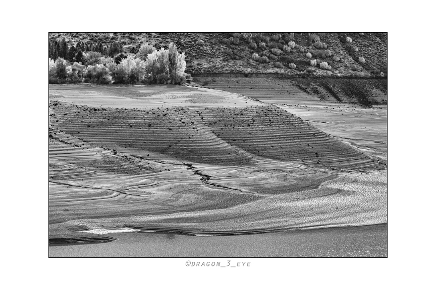 Desert Forest 