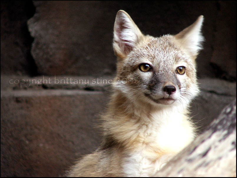 Desert Fox