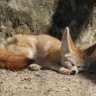 Desert Fox