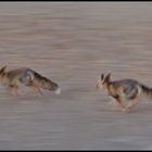 desert fox running away