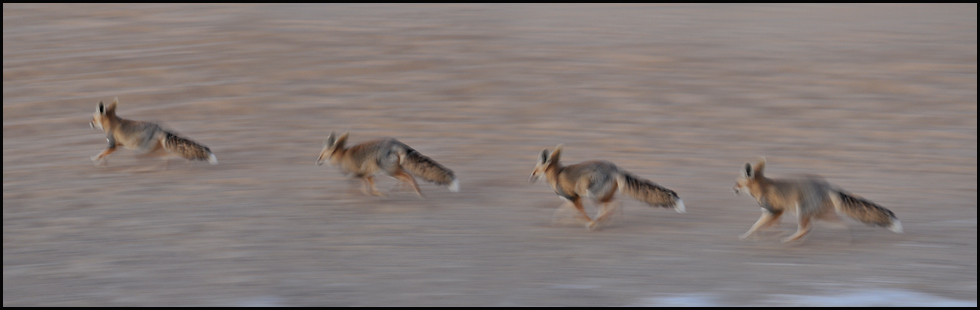 desert fox running away