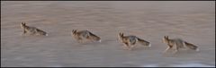 desert fox running away
