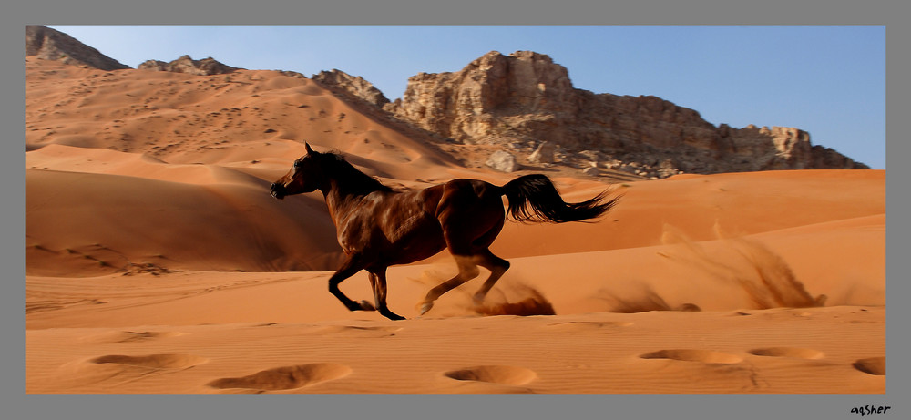 Desert Gallop