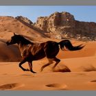 Desert Gallop