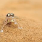 Desert gecko (Swakopmund/Namibia)