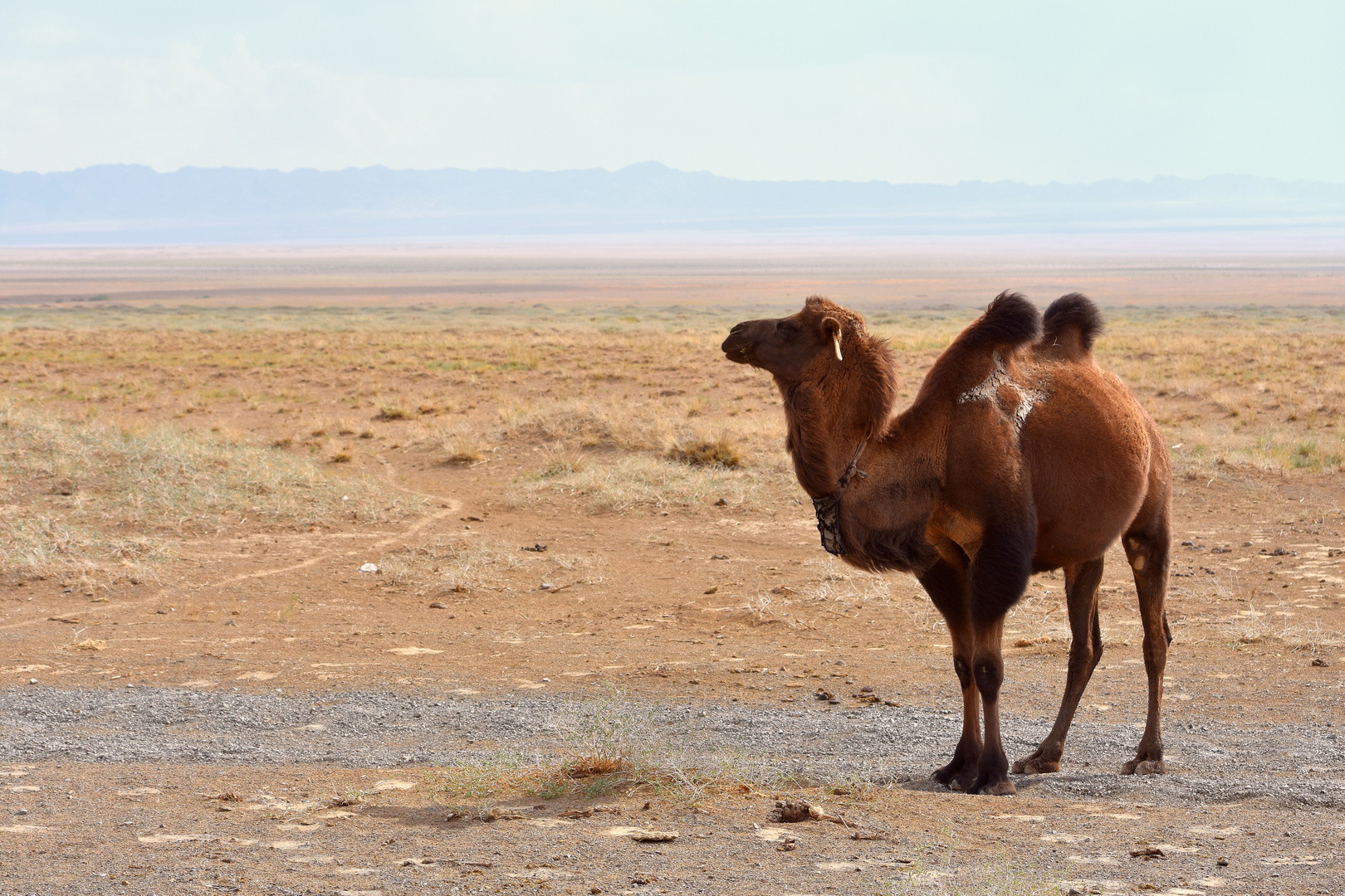 Desert Gobi