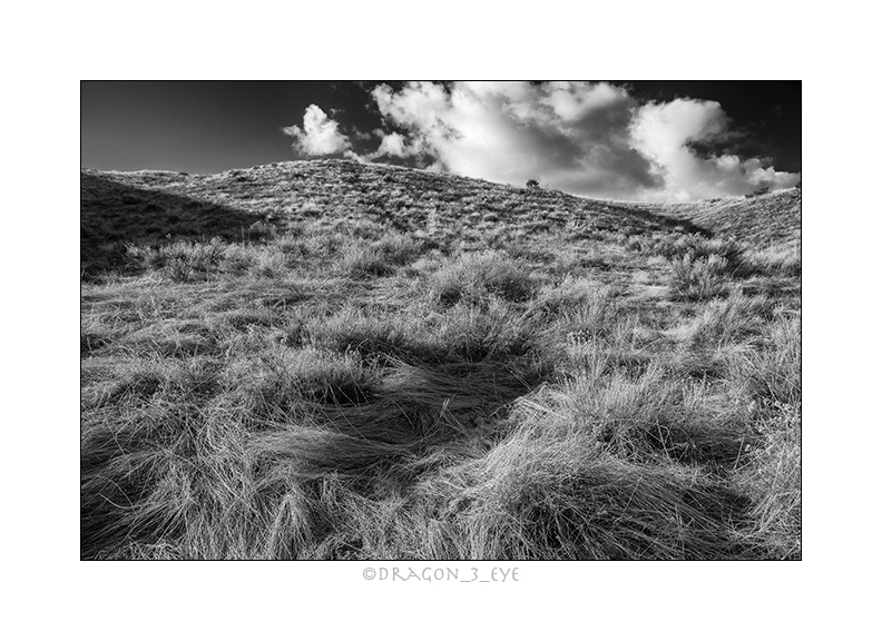 Desert Grass 