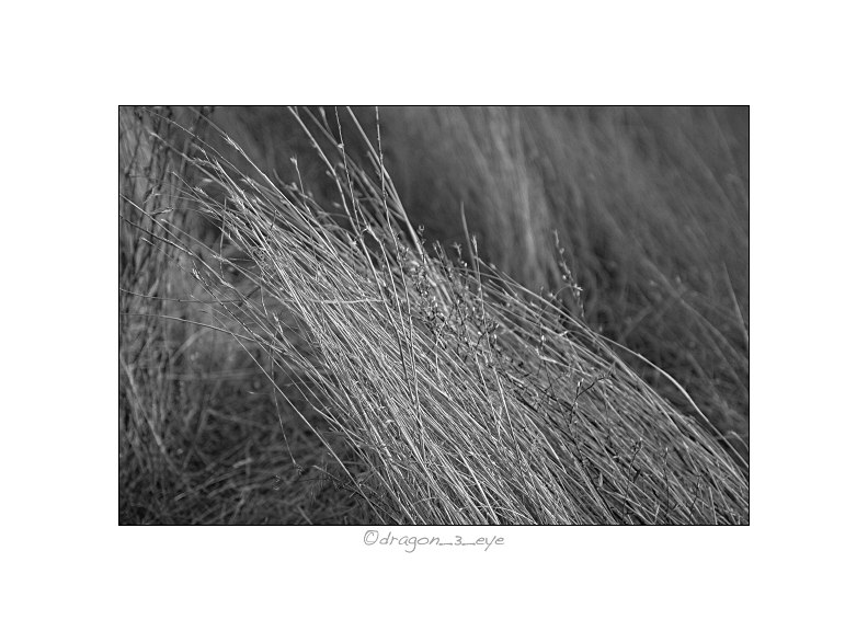 Desert Grass 2