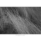 Desert Grass 2