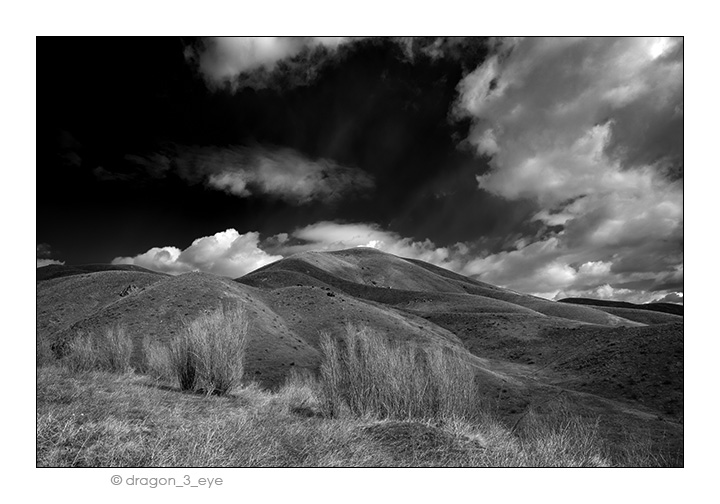 Desert Grass 