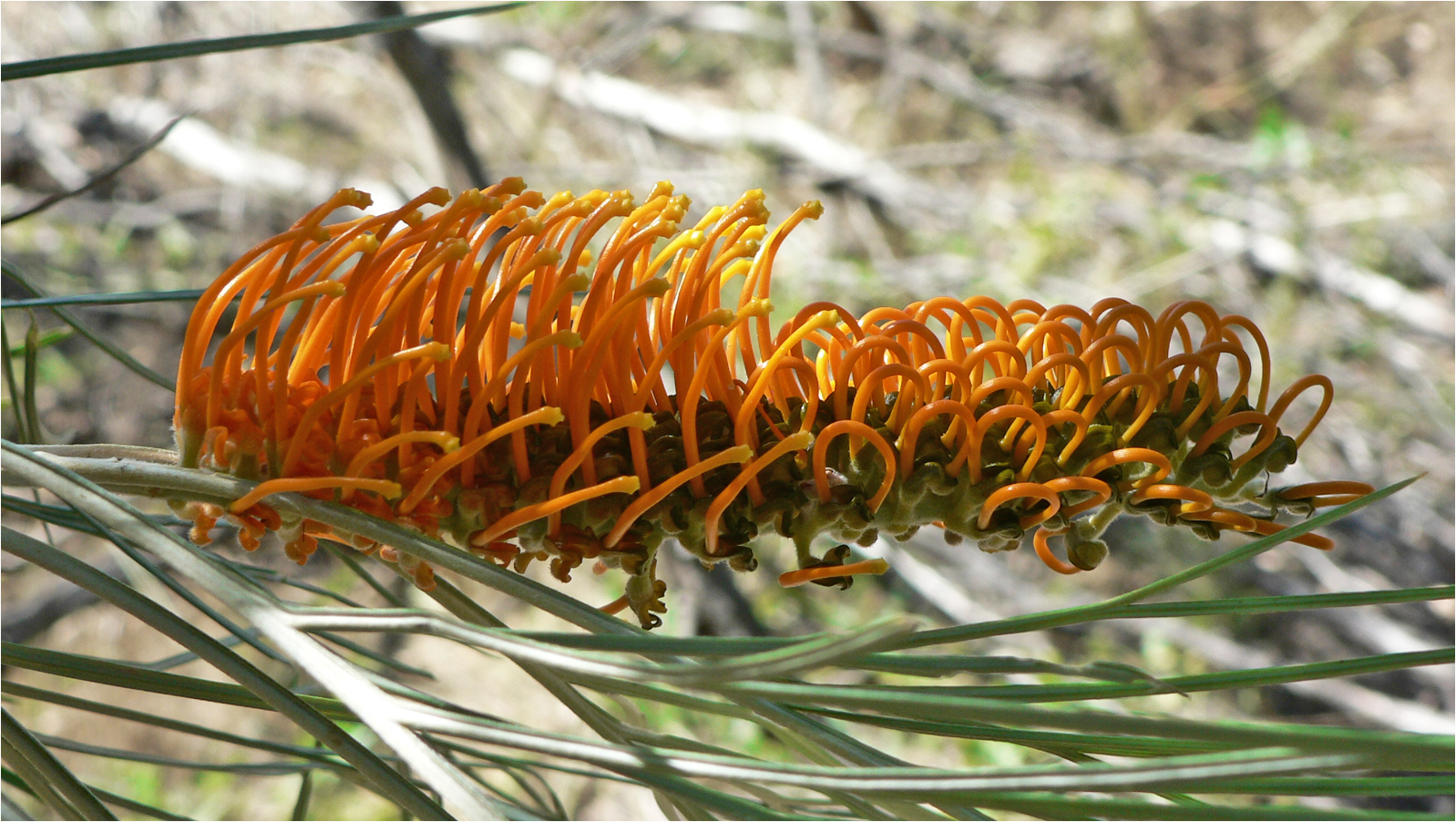 ** Desert Grevillea / Honeysuckle Grevillea **