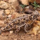 Desert Horned Lizard