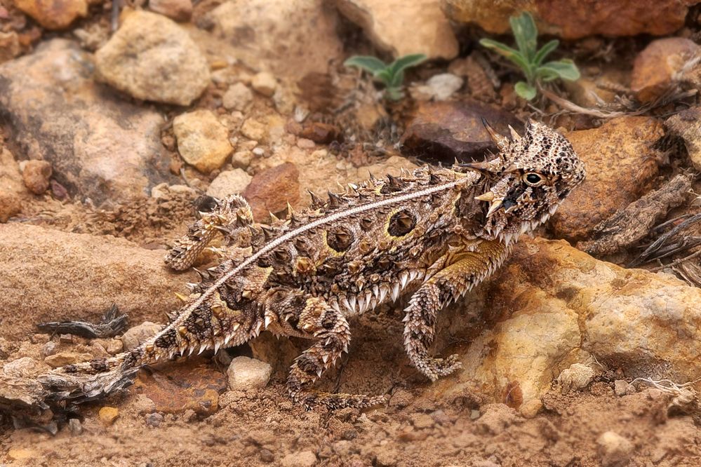 Desert Horned Lizard