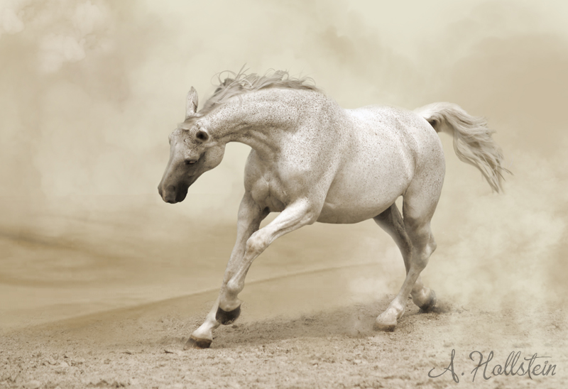 desert horse