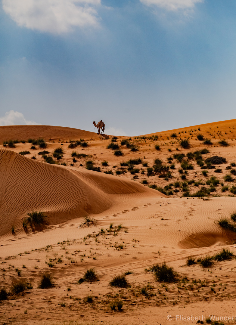 Desert im  Oman