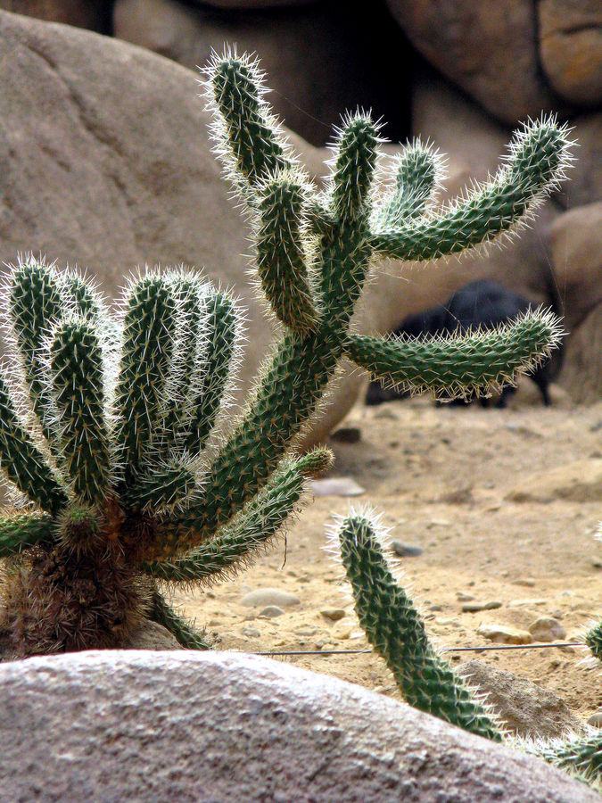 Desert im Zoo Arnheim