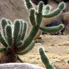 Desert im Zoo Arnheim