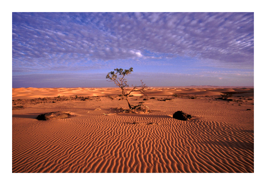 Desert Impression in Mauritania