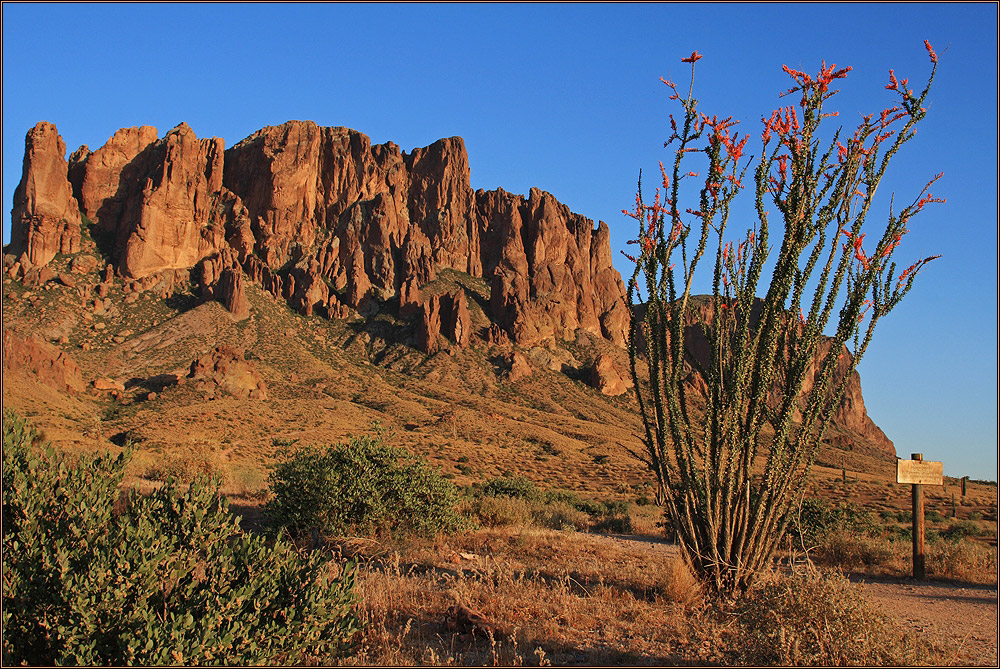 Desert in bloom