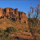 Desert in bloom