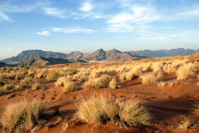 desert landscape II