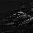 desert: 'leaves of grass'